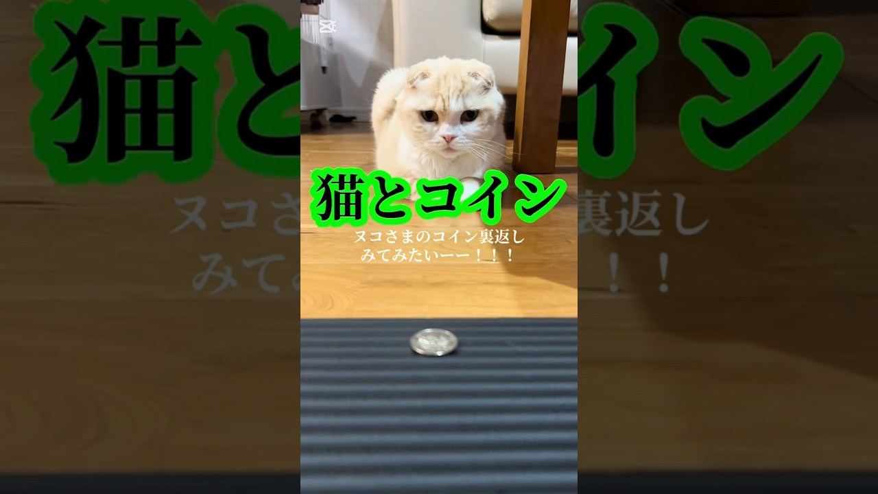 猫とコイン#スコティッシュフォールド #猫のいる暮らし #苏格兰折耳猫