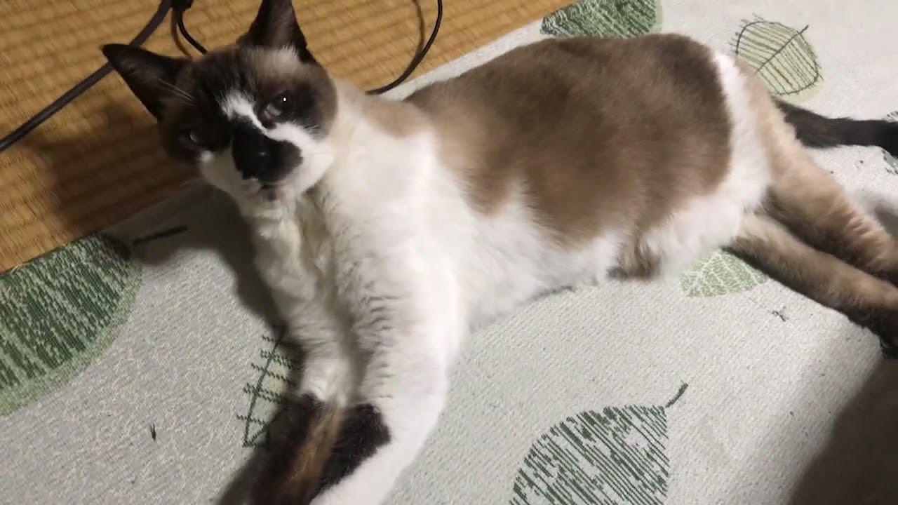夏の暑さにバテているシャム猫