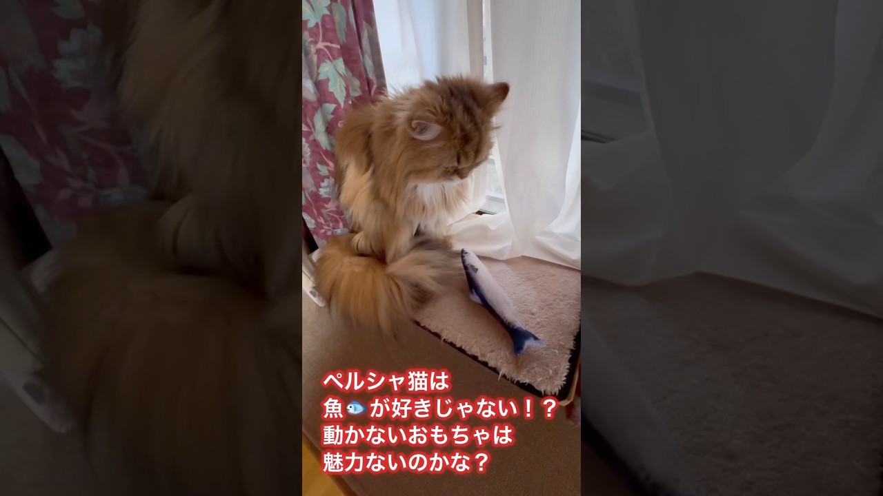 ペルシャ猫は魚🐟のおもちゃも興味なし！おとちゃんと違って モコちゃんとふうちゃんは魚や鰹節を食べない#ねこ #cat #shorts