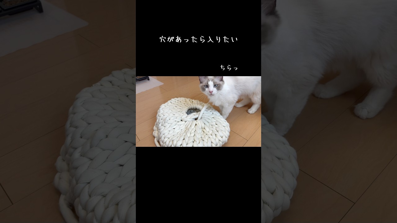 穴があったら入りたいよね〜🕳🐱 【ラグドール】 #たんとぽぽ #ラグドール #ragdoll #猫のいる暮らし #猫ベッド #catbed