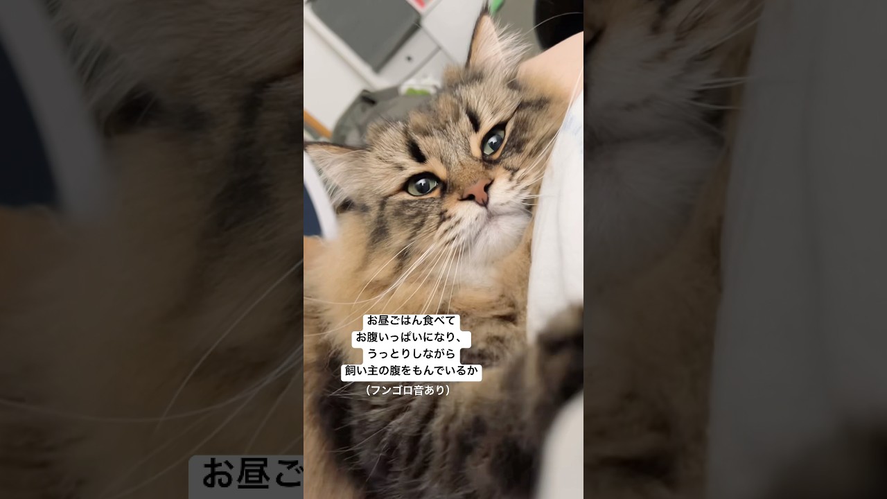 うっとり腹もみ #サイベリアン #猫 #cat #ふみふみ