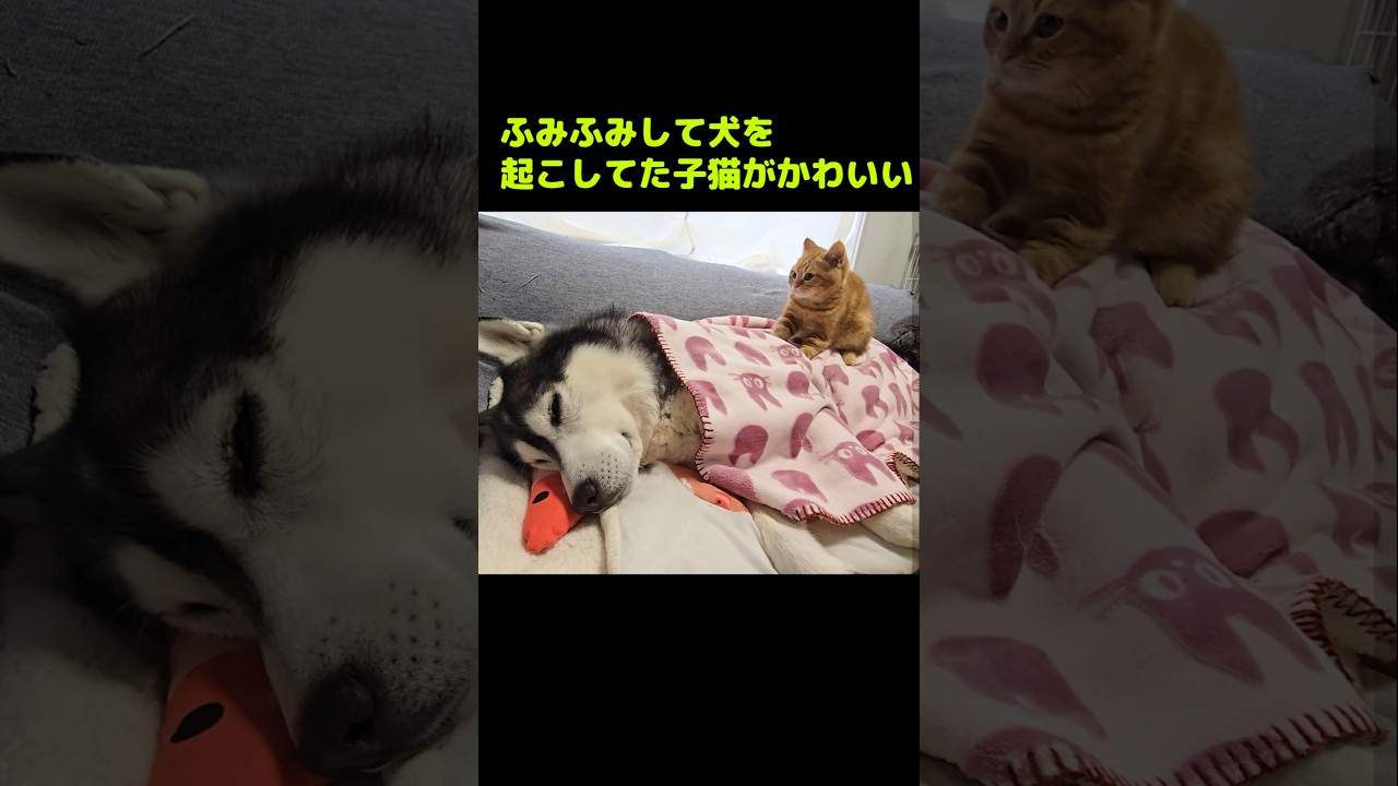 子猫が大型犬をふみふみして起こすとこうなる...笑#shorts