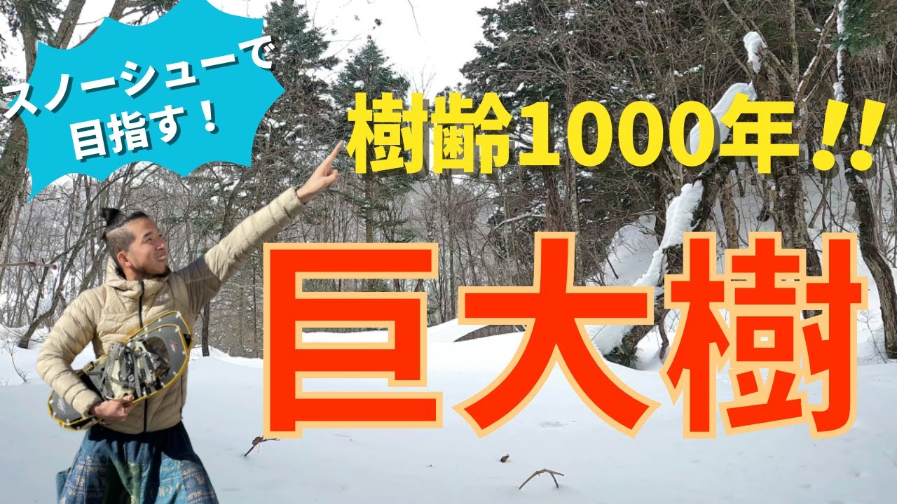 【樹齢1000年の巨大樹】極寒の中をスノーシューハイキング！