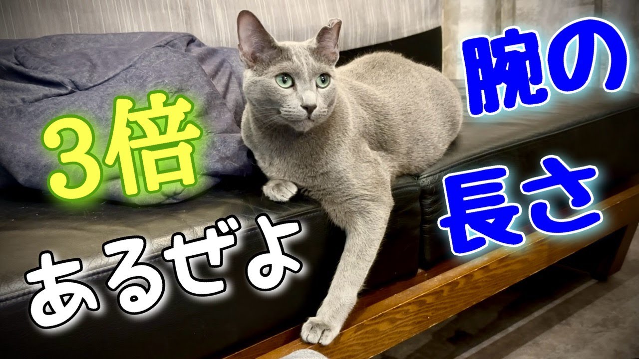 ロシアンブルー | 手の長さで戦闘力は決まるの？ [Russian Blue cat Kotetsu]
