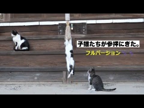 子猫たちが参拝にきた【フルバージョン】