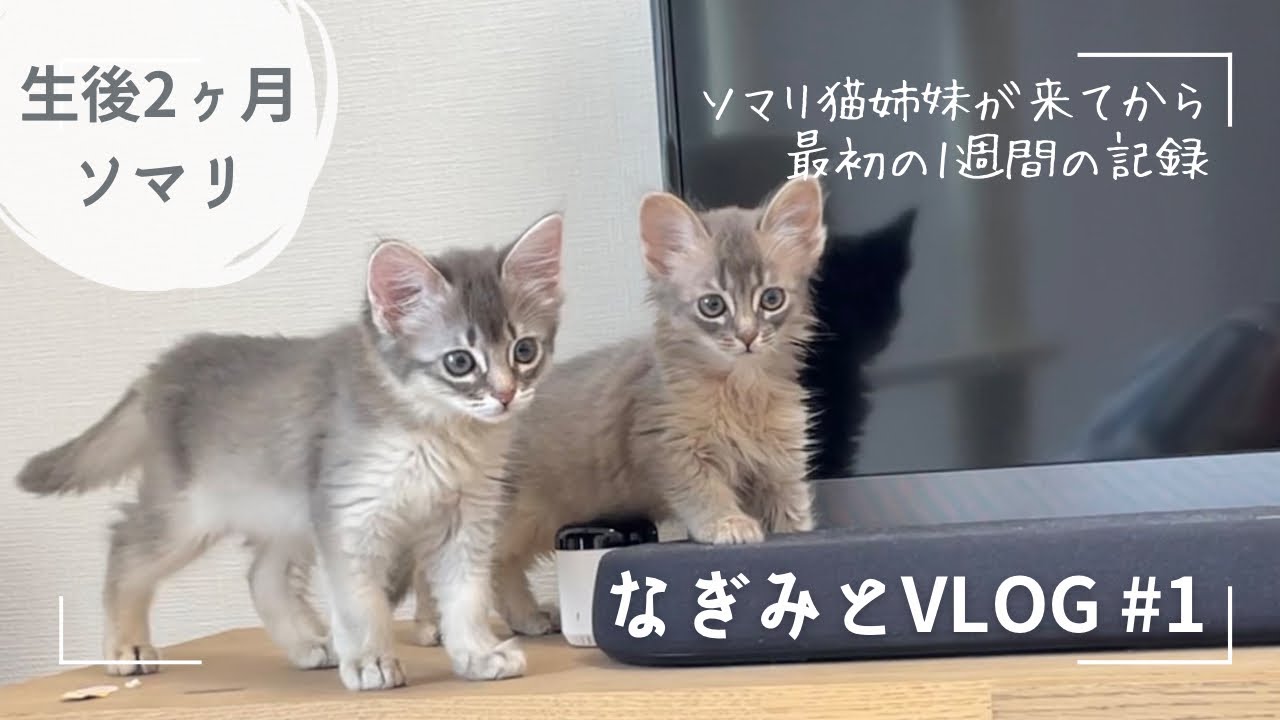 【ソマリ猫姉妹】生後2ヶ月｜お迎えしてから最初の1週間の記録🐾｜Jun. 2021