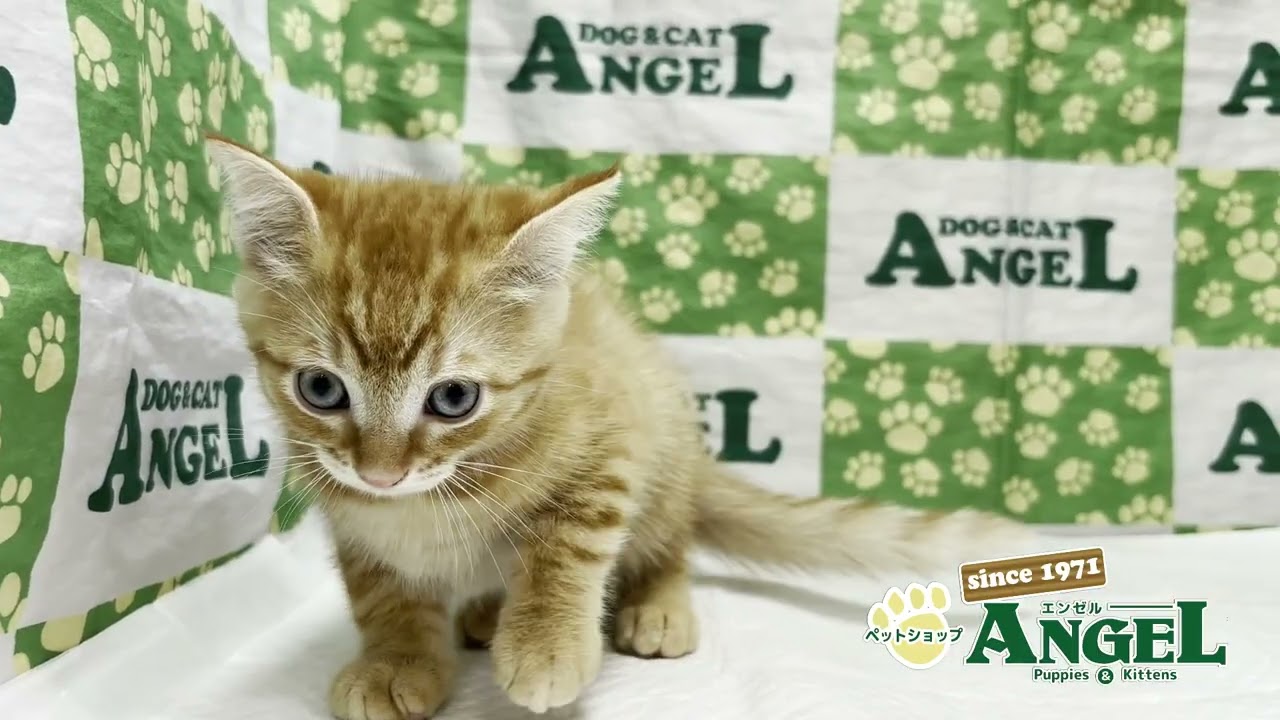 スコティッシュフォールド 2508021 【ペットショップエンゼル　子犬・子猫販売】
