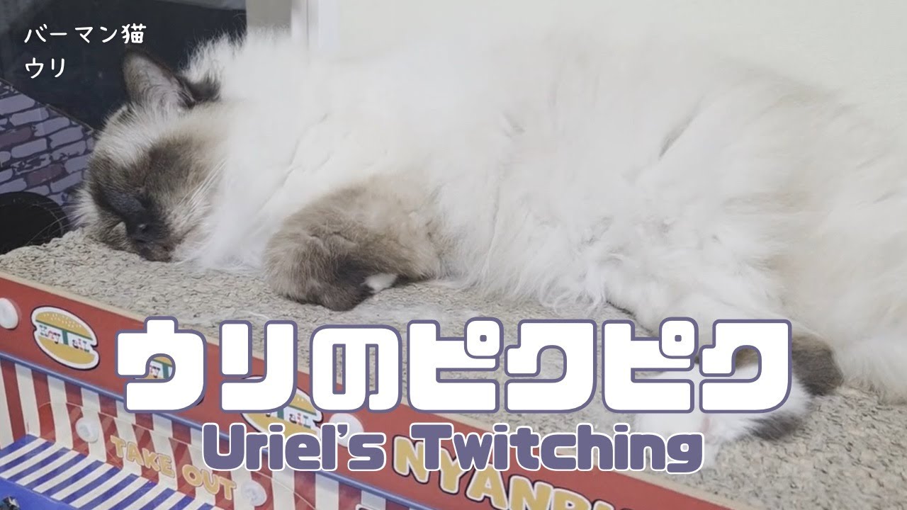 バーマン猫ウリ【ウリのピクピク】uriel’s Twitching（バーマン猫）Birman/Cat