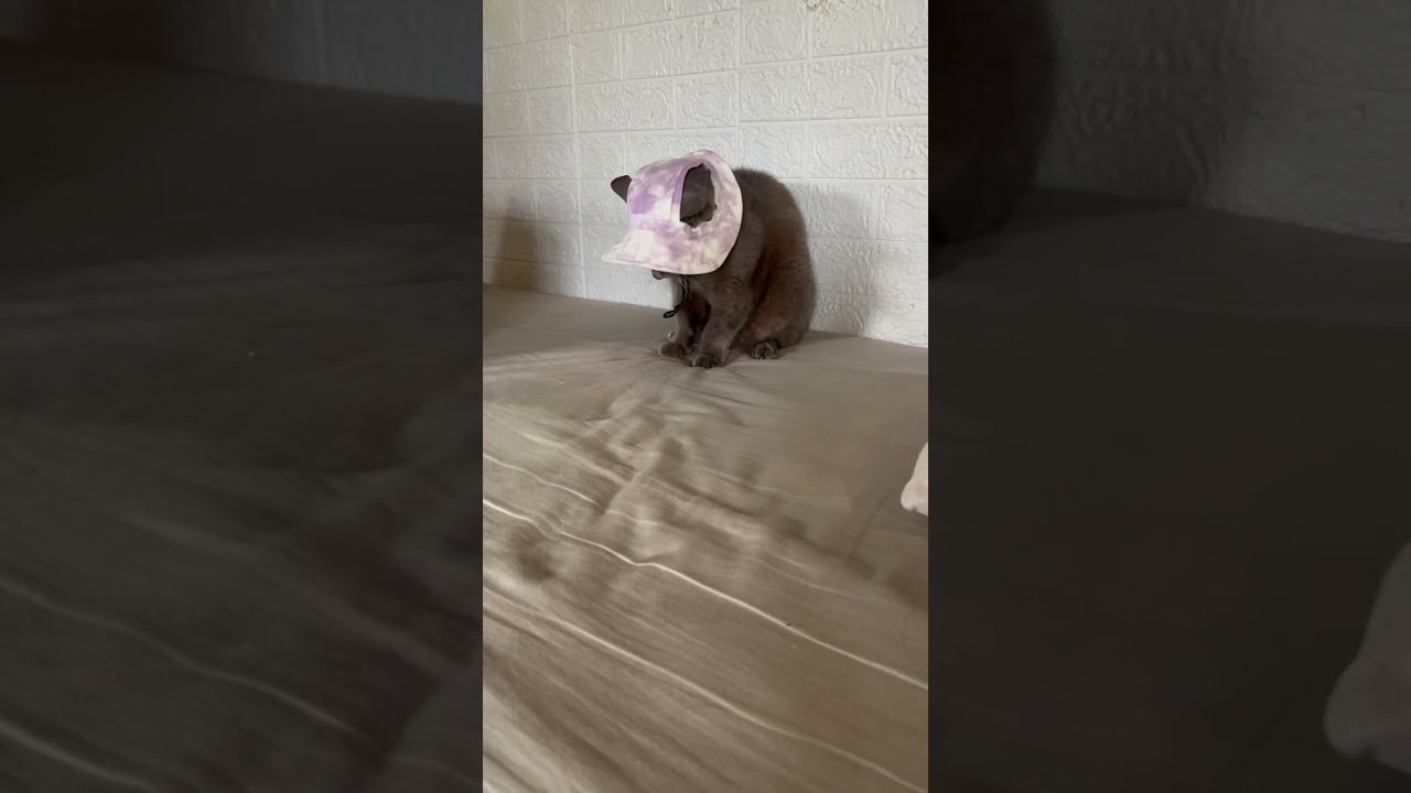 え？ムーンウォークできるの保護猫　ロシアンブルー　ペーター