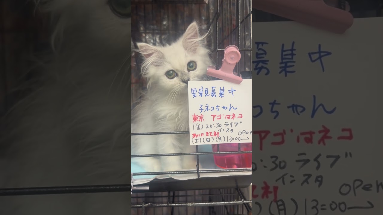 #里親募集中子猫アゴはネコ  #チンチラシルバー　#子ネコ