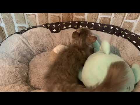 00477276　スクーカム