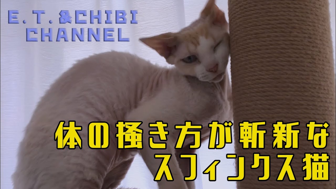 体の掻き方が斬新なスフィンクス猫【Sphinx cat with a unique way of scratching the body】