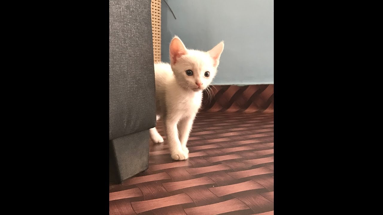 White cat