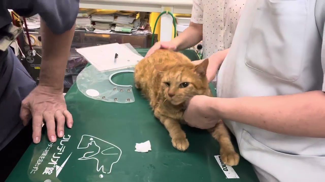 ②日本猫のそうちゃんの採血
