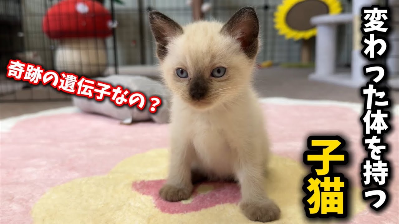 嘘みたいな体を持つ子猫…実は奇跡の遺伝子かも