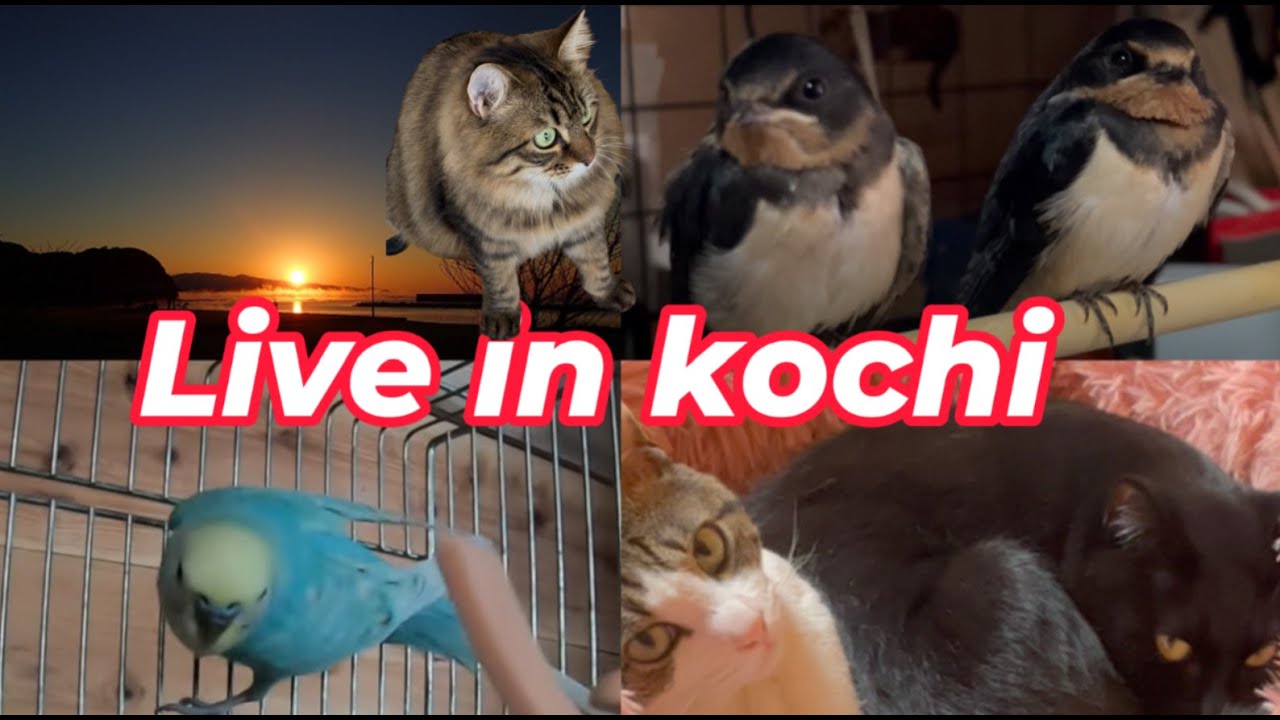 【南海トラフ）ほぼ満月🌕🐈👙newこたぬ登場🦝🐻猫部屋🐈　太平洋ライブカメラ　地域猫餌場＆セキセイインコ🐦波の音🌊　野鳥観察　kochi japan【土佐】