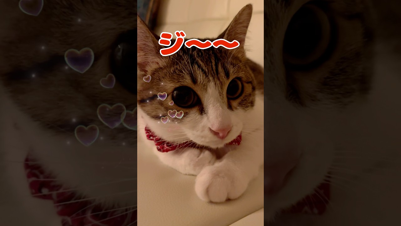 【保護猫】帰りを待つ猫