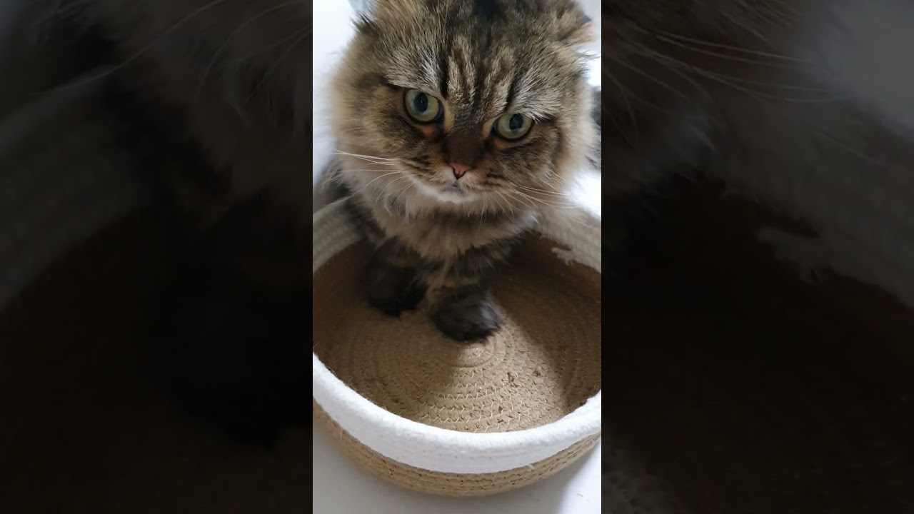 애기씨 애착바구니 #애기씨 재산 #애기씨 바구니#사냥도 바구니안에서 #고양이 일상 #shorts
