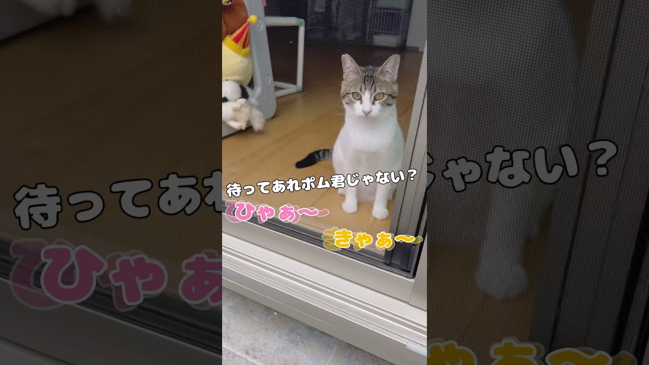 【保護猫】近所で有名な猫