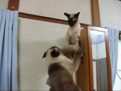 シャム猫　場所の取り合い