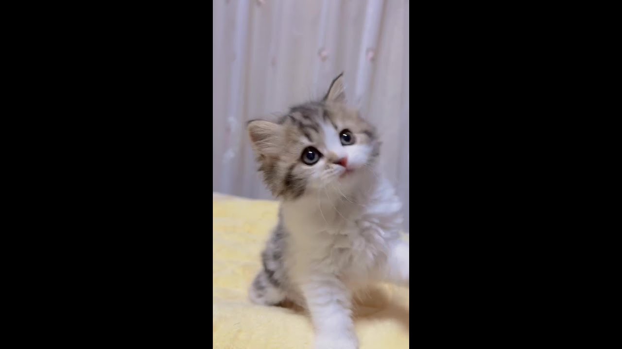 ねこ　ゆうちゃん　ライブ　CAT LIVE