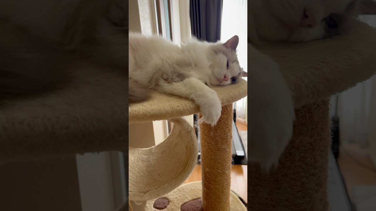 神級にかわいい💕【ラグドール】アリスののんびりくつろぎタイム😸