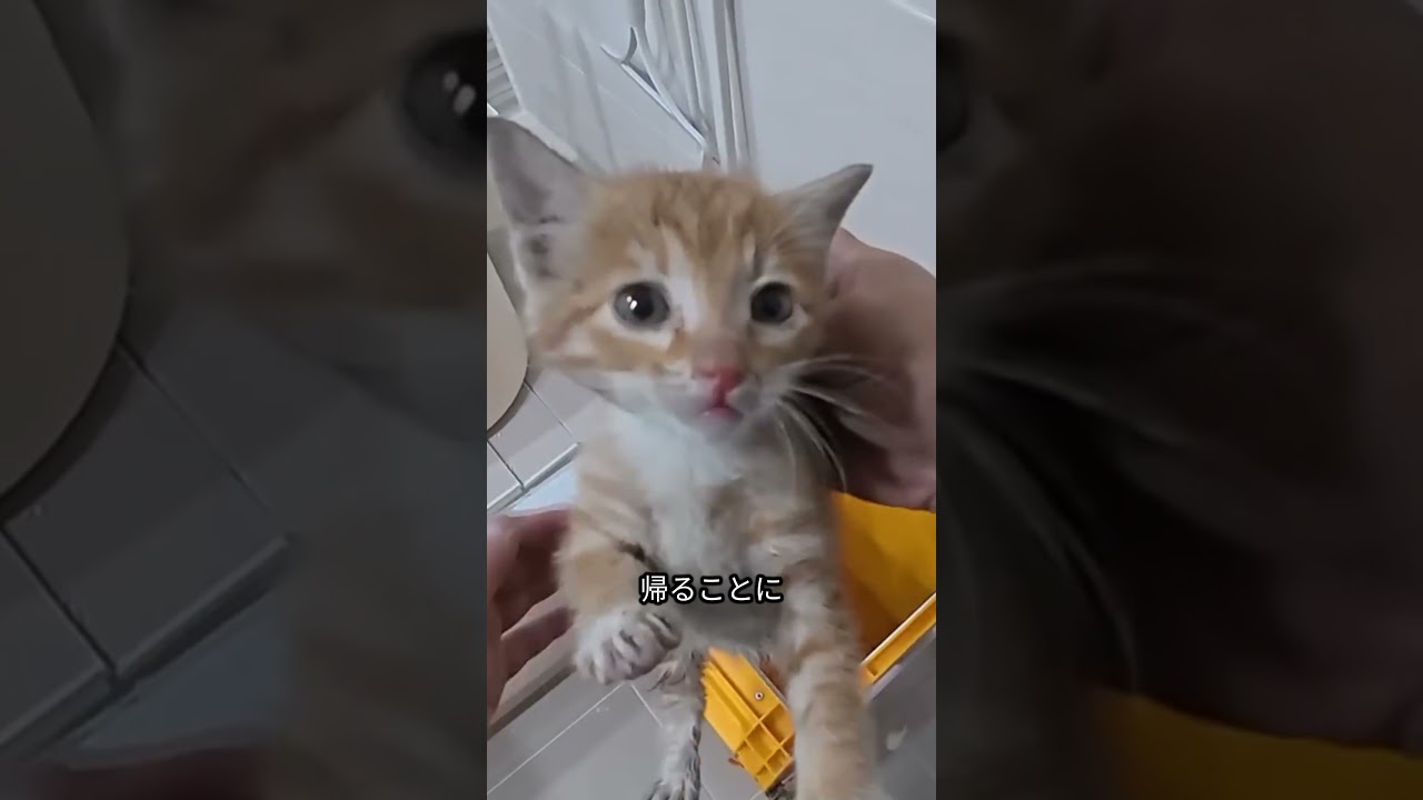 母を失った子猫の救出と家族探し