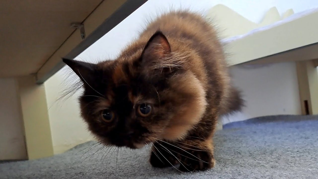 子猫が何かを捕まえたいときに体をくねらせる姿はとてもかわいいです。