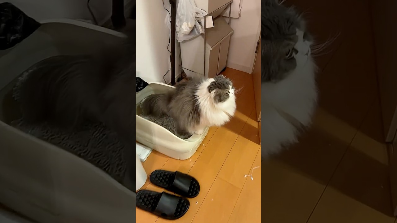 花摘みするのだ #ねこ #猫のいる暮らし #ねこのいる生活 #スコティッシュフォールド #cat #kitten