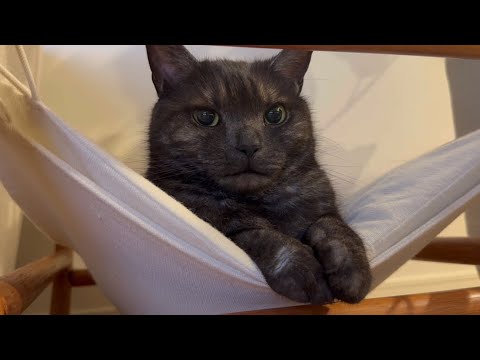 イケメン&カワイイ猫