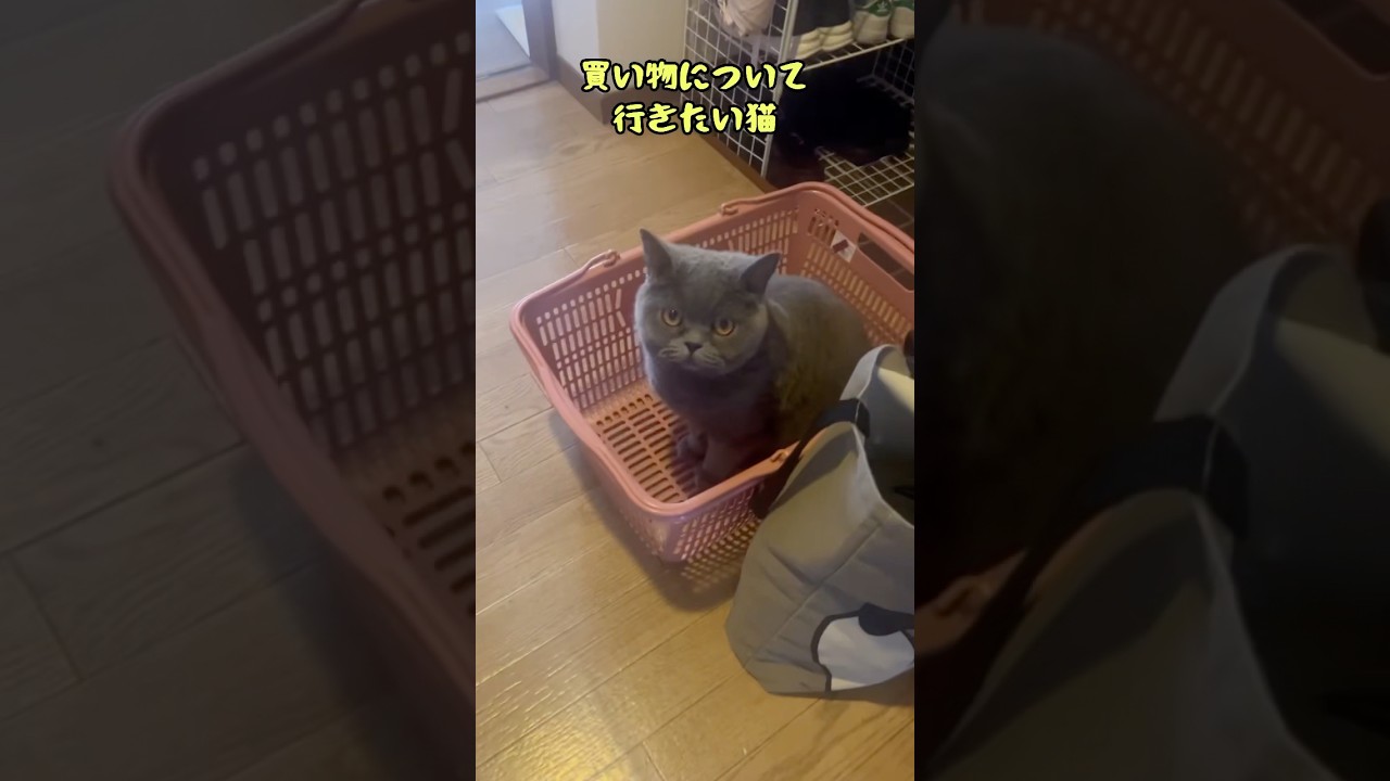 買い物について行きたいブリティッシュショートヘアー #shorts #cat #animals #pets #japan #cute #ねこ #猫 #ペット #動物 #日本 #vlog #클로바더빙