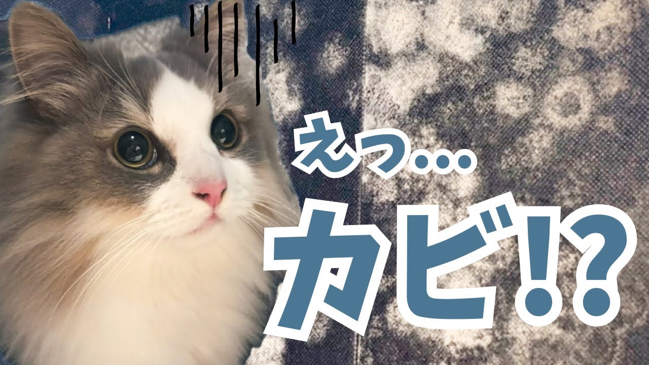 【閲覧注意】猫の隠れ家が想像以上にカビてた…🙀