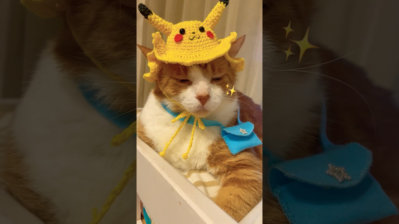 ピカチュウ乗っけたにゃ #猫のいる暮らし #ピカチュウ #pokemon #shorts