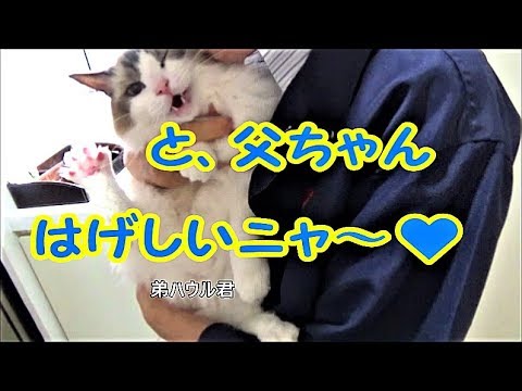 父ちゃんを見送る猫 ラグドールのコハク君とハウル君　Daddy, take care! Ragdoll Cat Kohaku and Howl