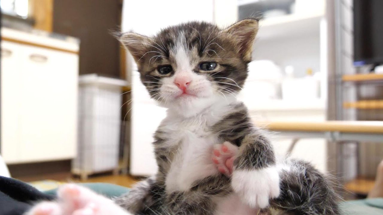 お腹の上が一番落ち着く子猫と仲良く遊ぶ【赤ちゃん猫　保護猫】