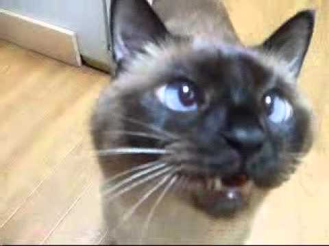 おしゃべりなシャム猫ワっち