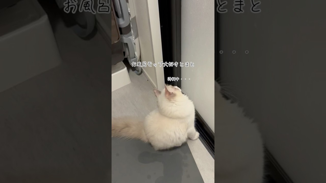 ラグドールのとまと🐈とまとのルーティン✨おかげで掃除が捗る✌️ドアを開けると見上げて待っててかわいい笑 #ラグドール #ラグドール子猫 #猫 #子猫 #かわいい #cartoon #cute