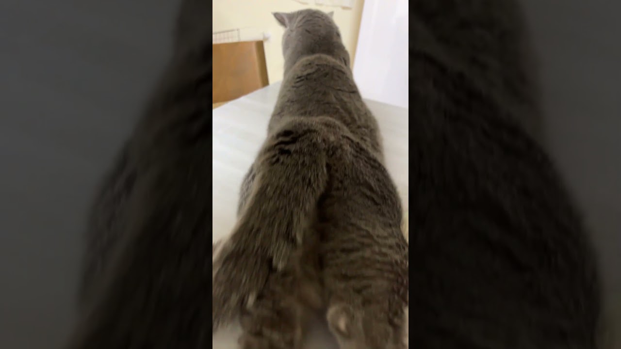 福の日常 #猫#シャルトリュー#福猫