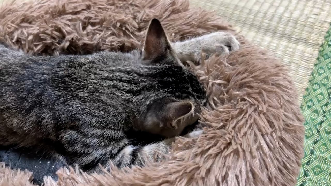 子猫にクッションをあげたらお母さんだと思い込んで…涙