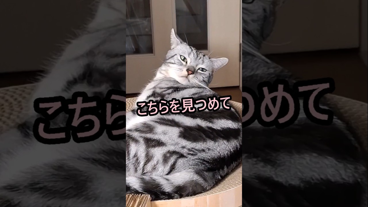 ｢#アメショ の男の子 キリアンの日常 こちらを見つめて固まると誰でも可愛くなれるらしい｣#shorts  #アメリカンショートヘアー #ねこ #cats #猫 #猫のいる暮らし