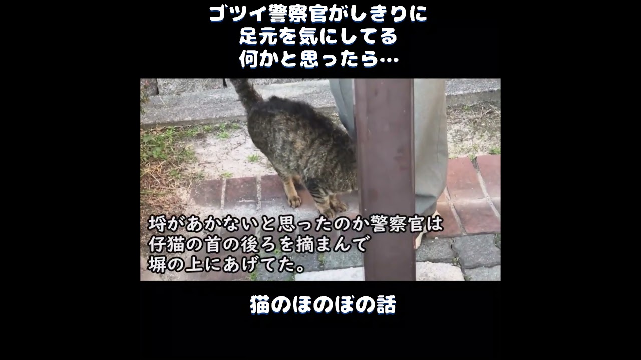 【猫のほのぼの話】ゴツイ警察官がしきりに足元を気にしてる。何かと思ったら… ＃ねこぬこにゃんこ #猫 #猫の話 ＃ほのぼの ＃shorts