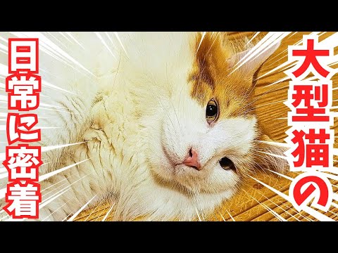 世界最大の長毛猫の何気ない日常です【メインクーン】