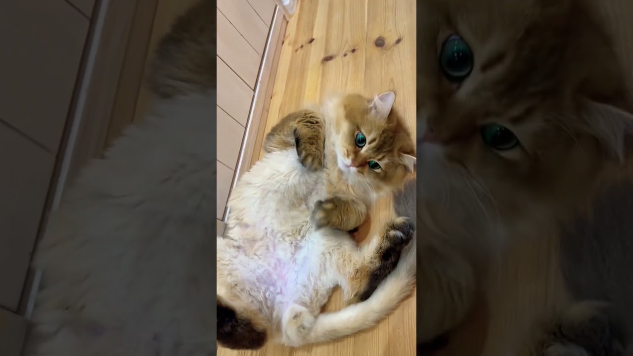 #shorts こざるーぷ