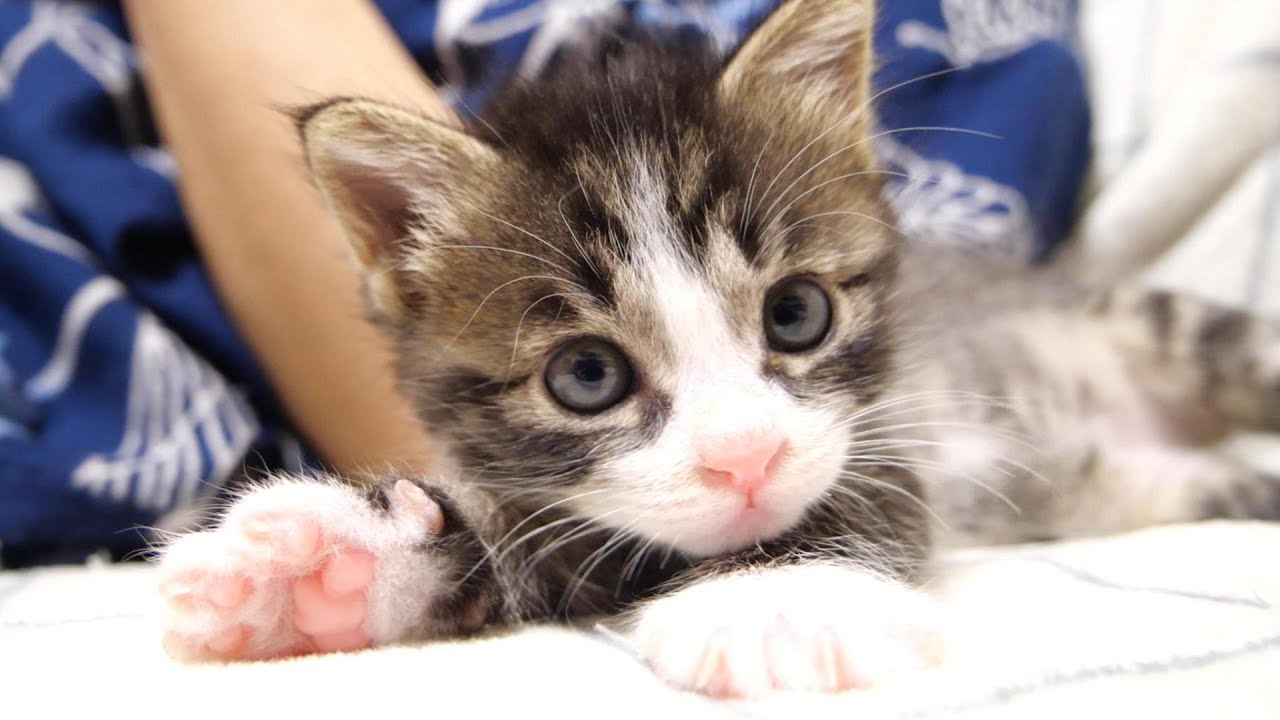 子猫がママの横で寛いでいると一緒に遊ぼうよと子猫がやって来る【赤ちゃん猫　保護猫】