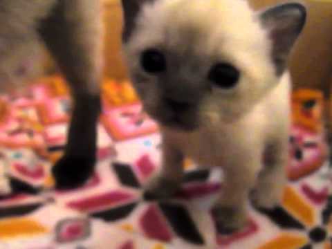 トンキニーズ　子猫