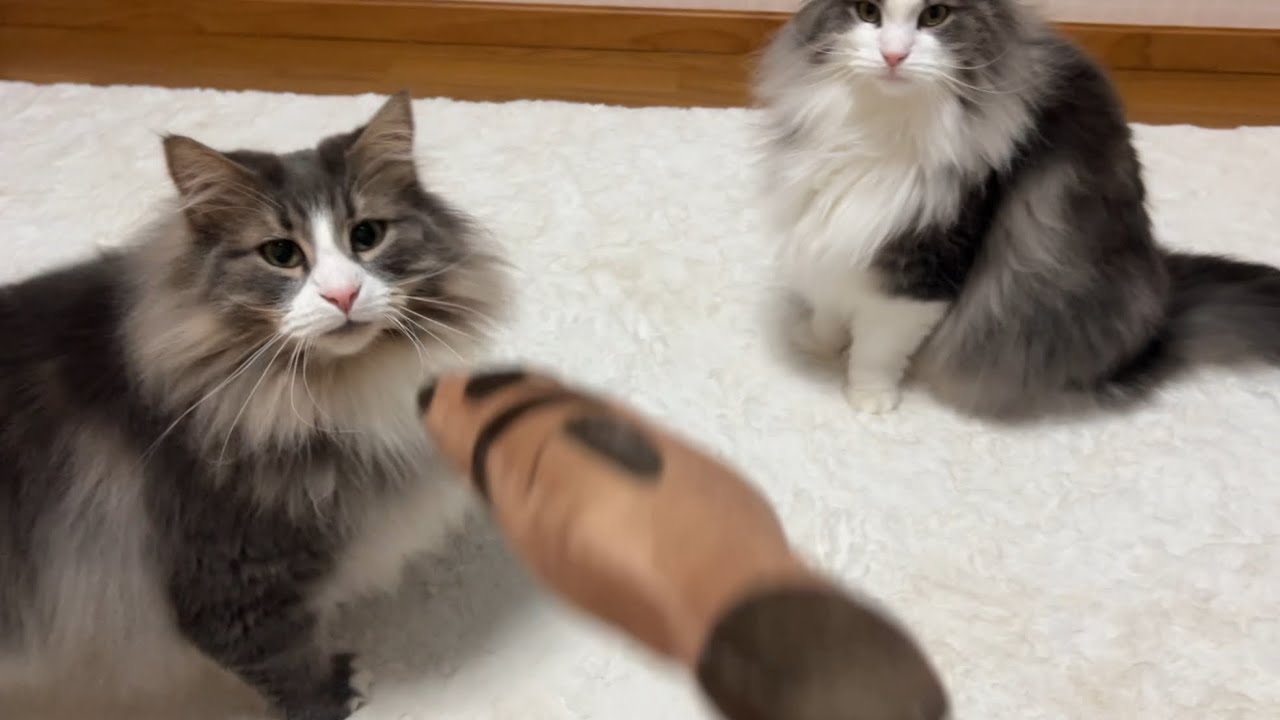 【たぬきさん】ばあばにもらったたぬきさんと遊びましょ♪♪ノルウェージャンフォレストキャットとターキッシュアンゴラ♡