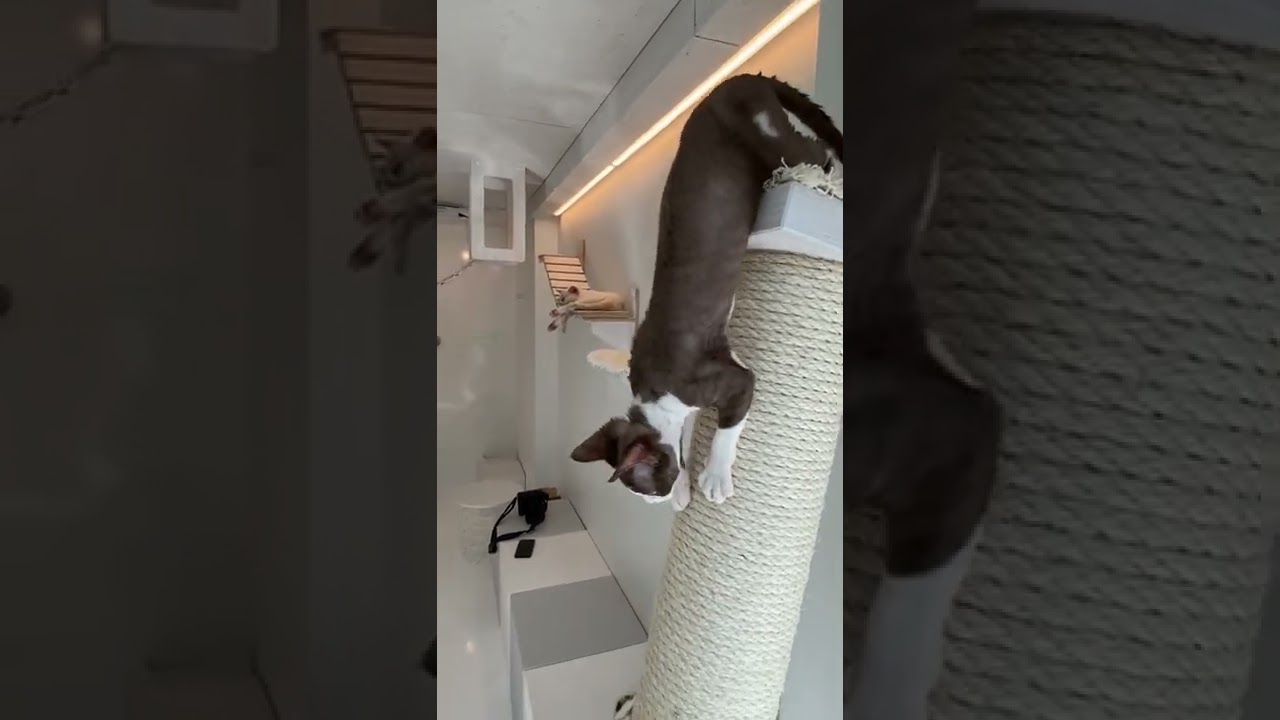 デボンレックスと遊ぶ　#デボンレックス　100%neko