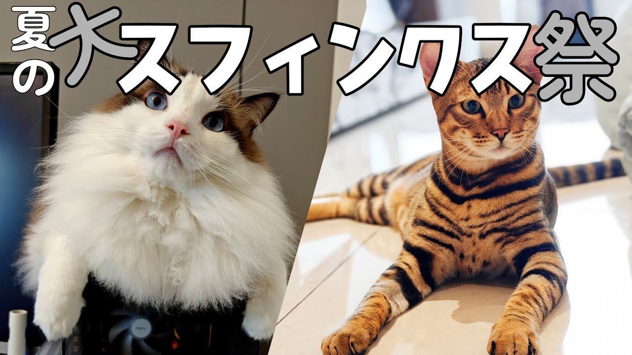 寝てますかこれ｜ラグドール・トイガー