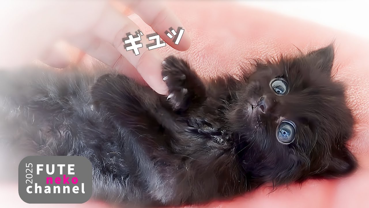 ずっと動かなかった手が、今日、動き出した【保護子猫】