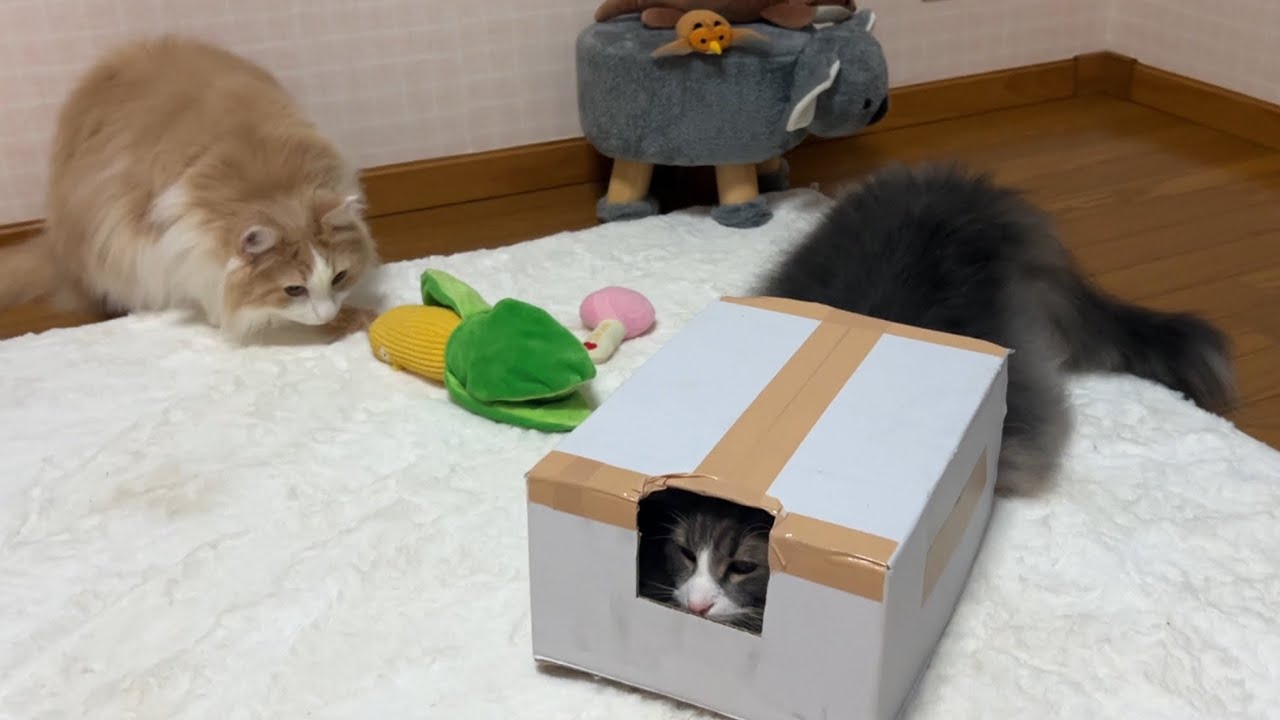 【大失敗⁉︎】失敗作で遊んでくれる、優しいもふ猫たち♡ノルウェージャンフォレストキャットとターキッシュアンゴラ♡